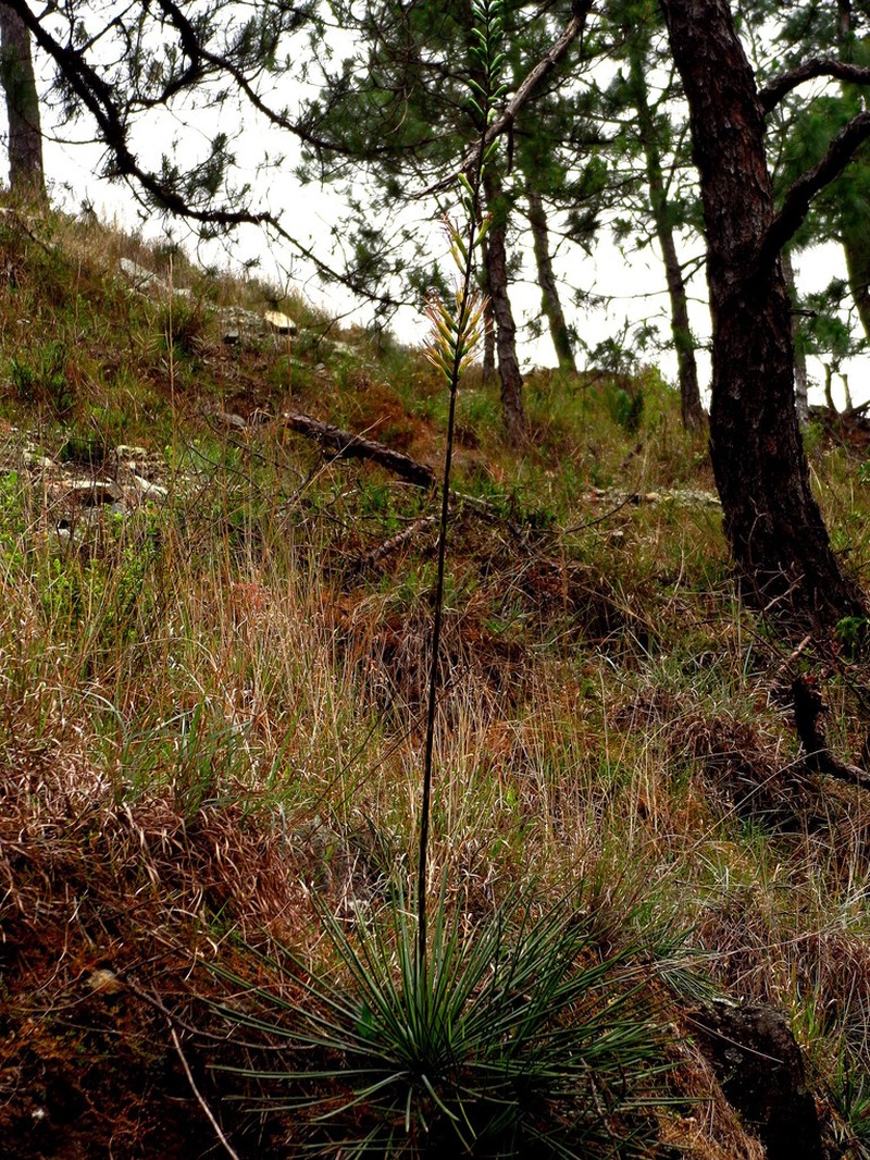 Echinoagave lexii photo 2