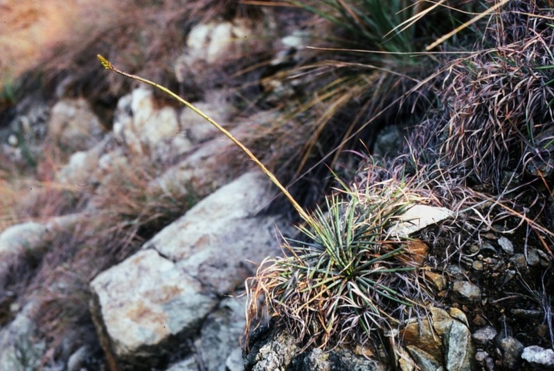 Echinoagave lexii photo 3