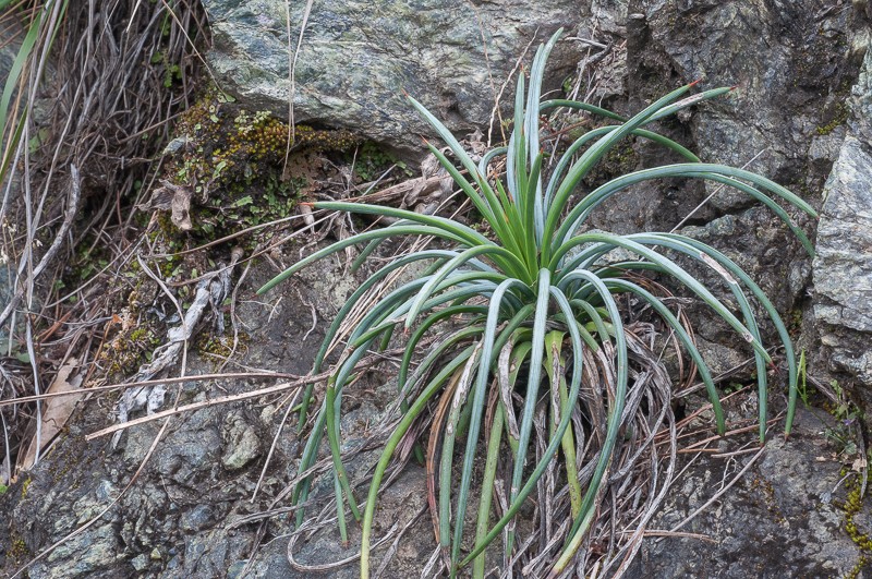 Echinoagave lexii photo 4