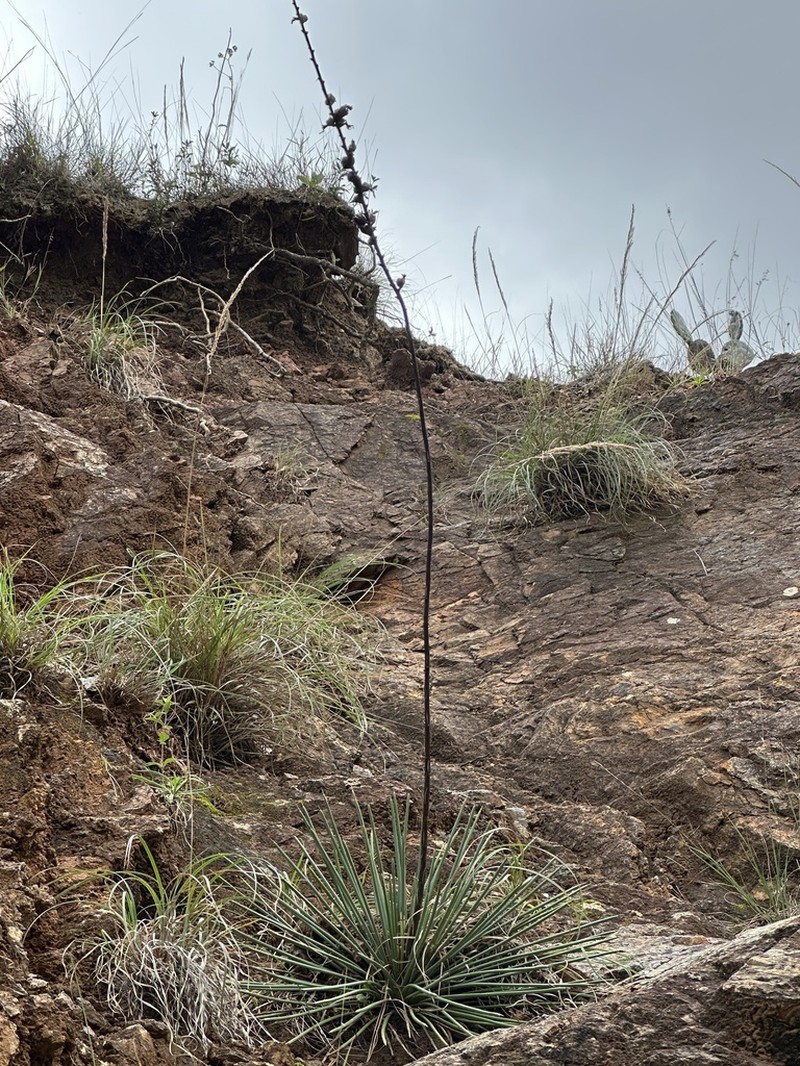 Echinoagave lexii photo 5