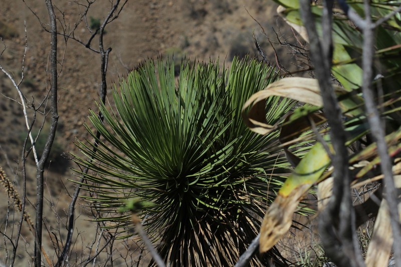 Echinoagave petrophila
