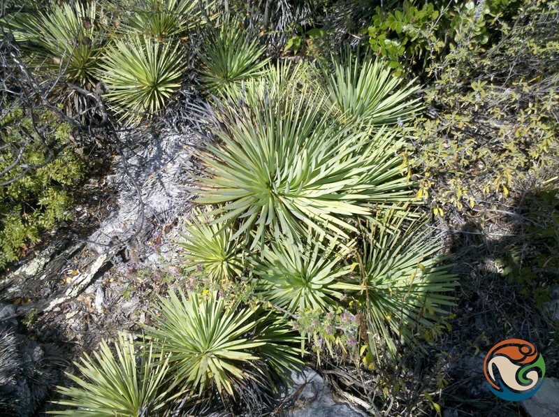 Echinoagave petrophila photo 2