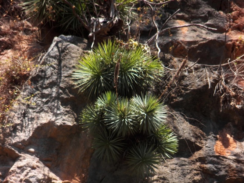 Echinoagave petrophila photo 3