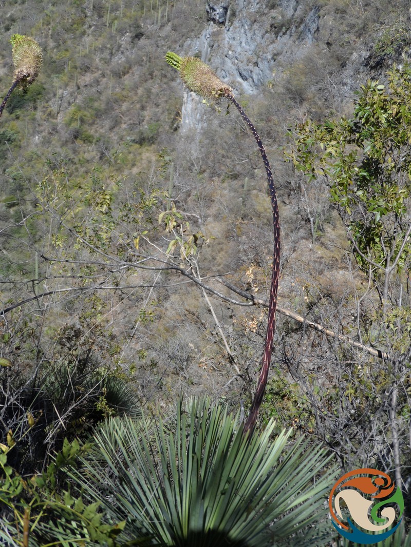Echinoagave petrophila photo 4