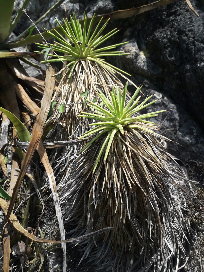 Echinoagave petrophila photo 5