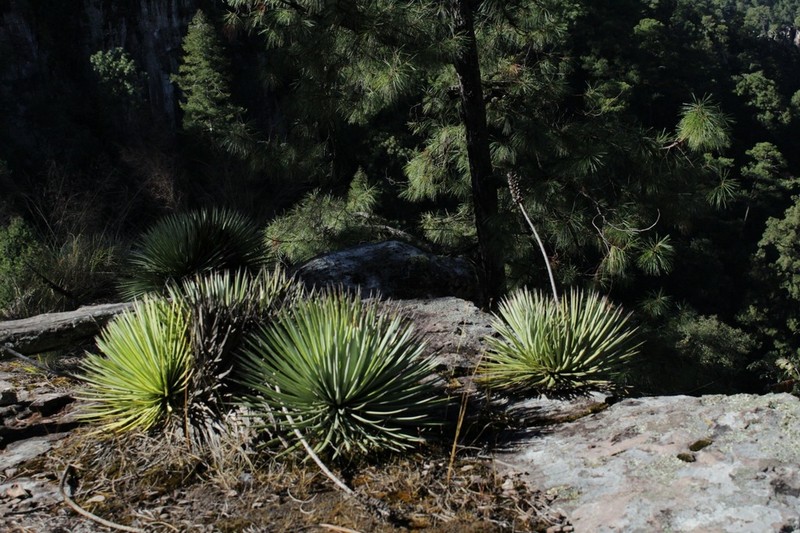 Echinoagave rzedowskiana