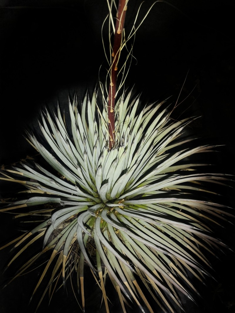 Echinoagave rzedowskiana photo 2