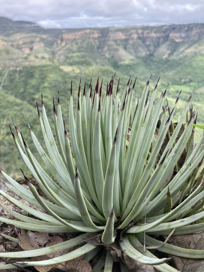 Echinoagave rzedowskiana photo 3