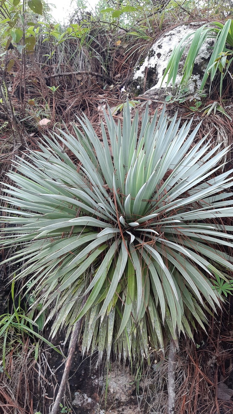 Echinoagave rzedowskiana photo 4