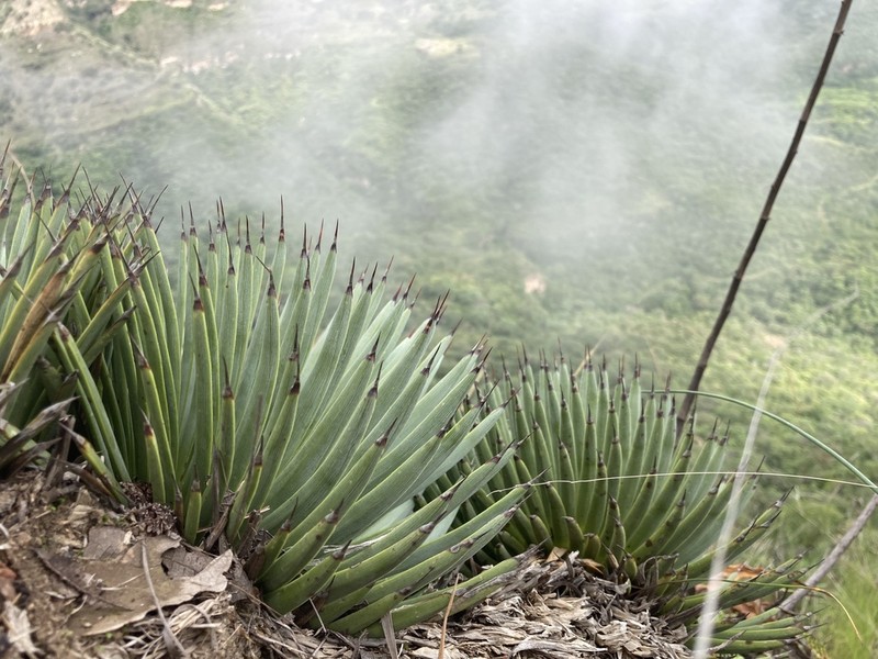 Echinoagave rzedowskiana photo 5