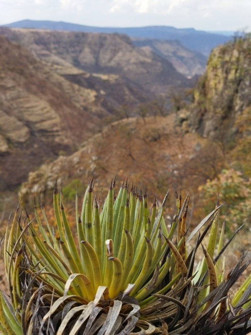 Echinoagave rzedowskiana photo 6