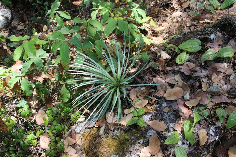 Echinoagave rzedowskiana photo 7