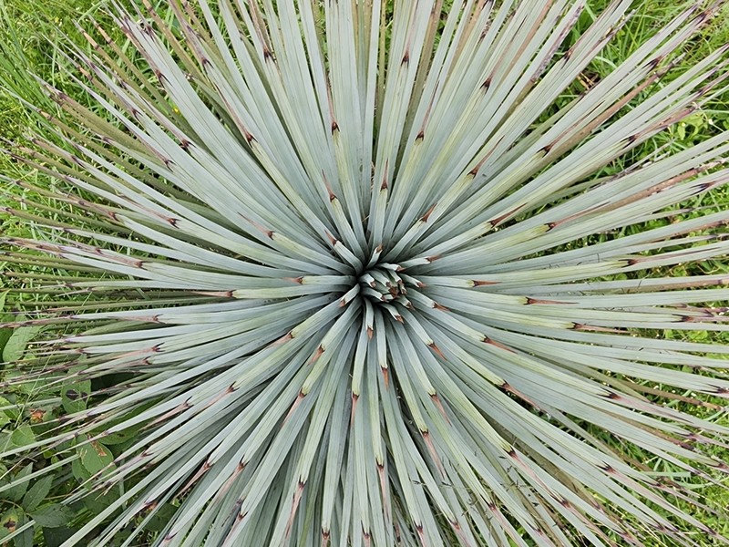 Echinoagave rzedowskiana photo 8