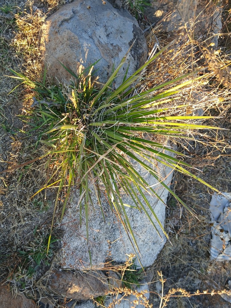 Echinoagave striata