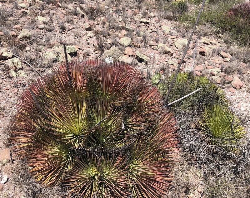 Echinoagave striata photo 2