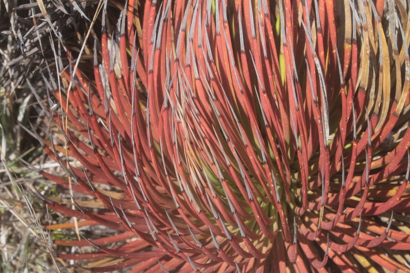 Echinoagave striata photo 3