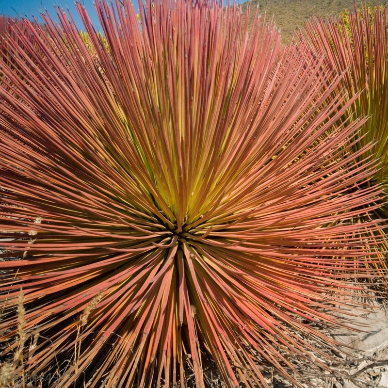 Echinoagave striata photo 4