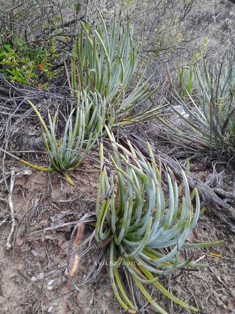 Echinoagave striata photo 5