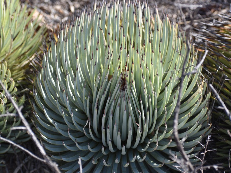 Echinoagave striata photo 6