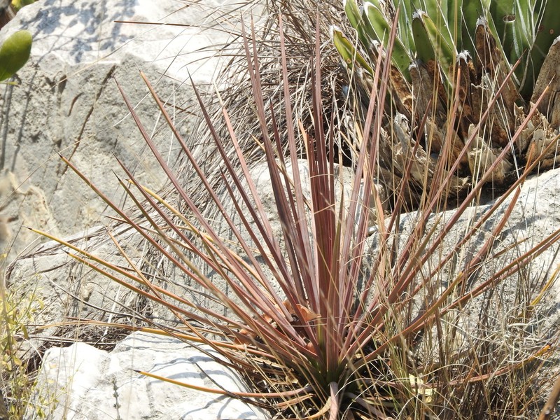 Echinoagave striata photo 7
