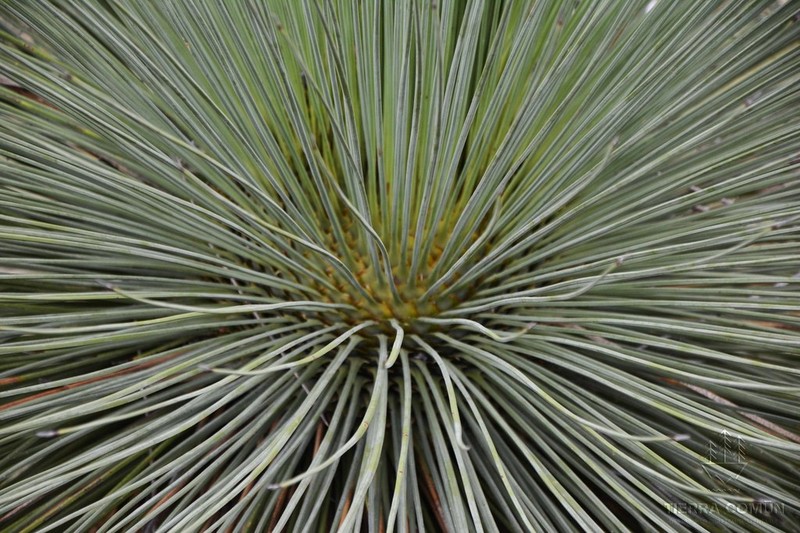 Echinoagave striata photo 8
