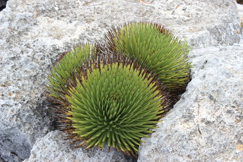 Echinoagave stricta