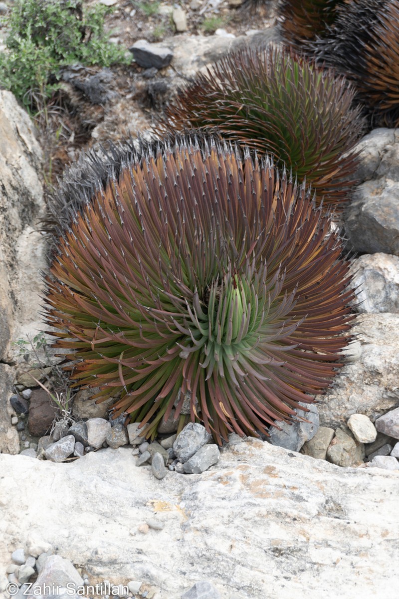 Echinoagave stricta photo 2