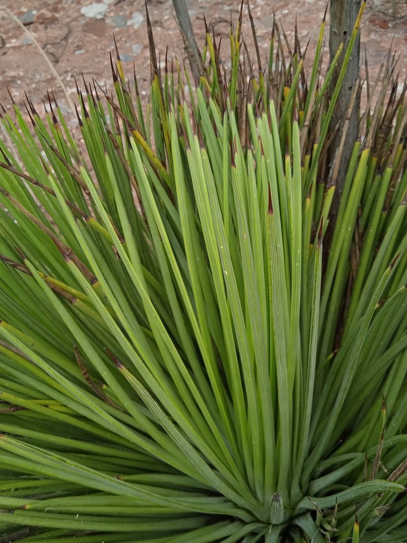 Echinoagave stricta photo 3