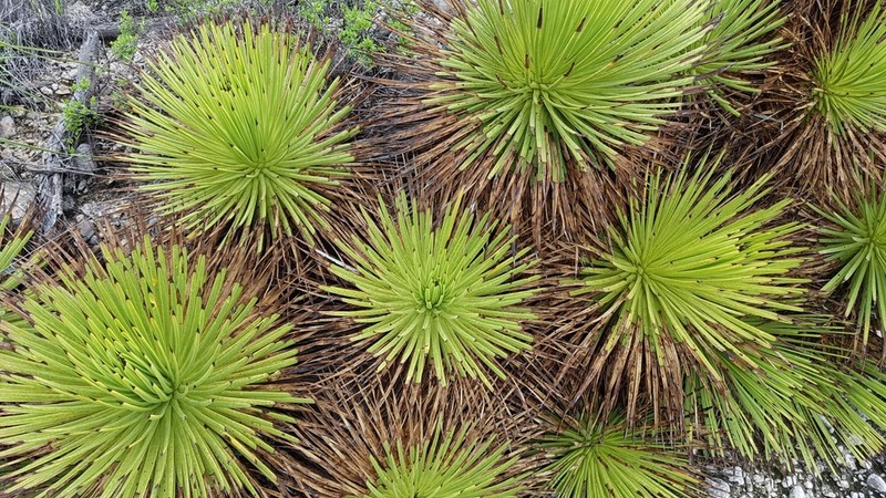 Echinoagave stricta photo 4