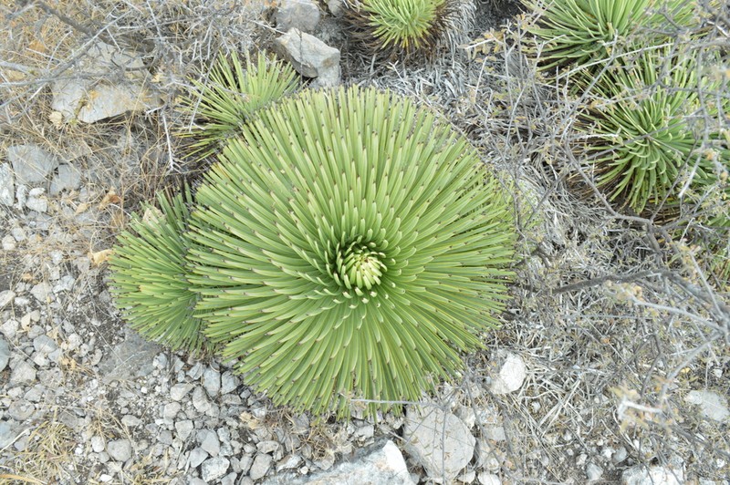 Echinoagave stricta photo 5