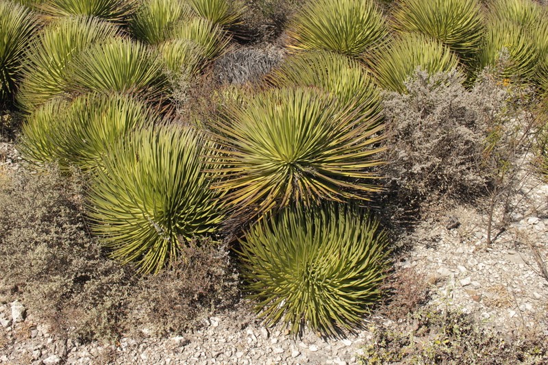 Echinoagave stricta photo 6