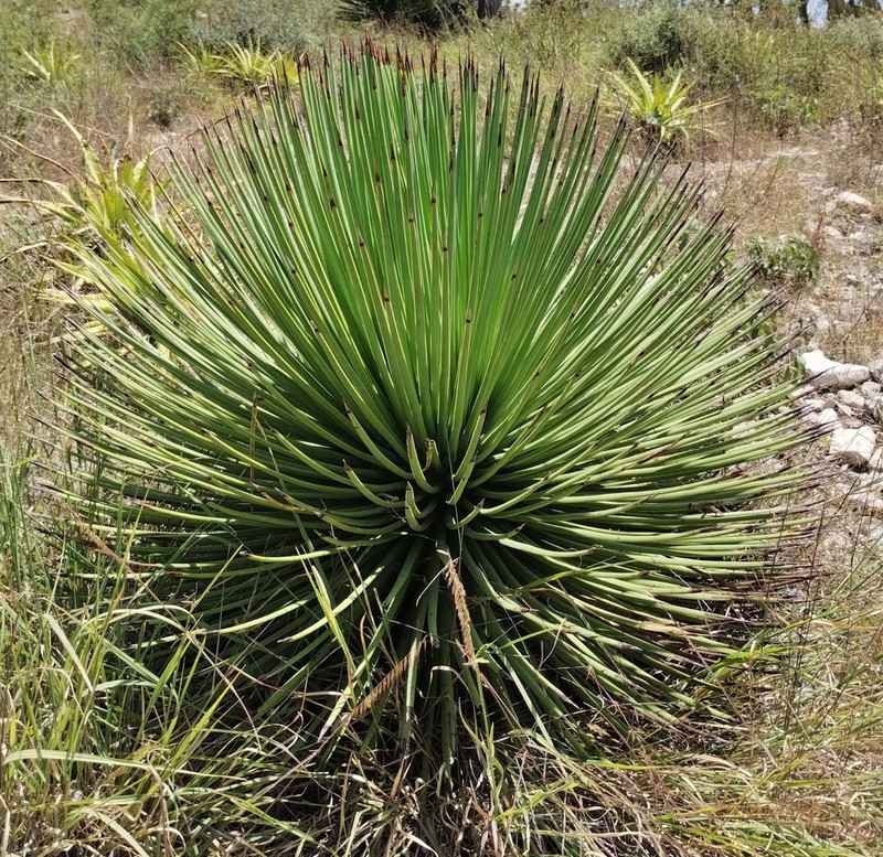 Echinoagave stricta photo 7