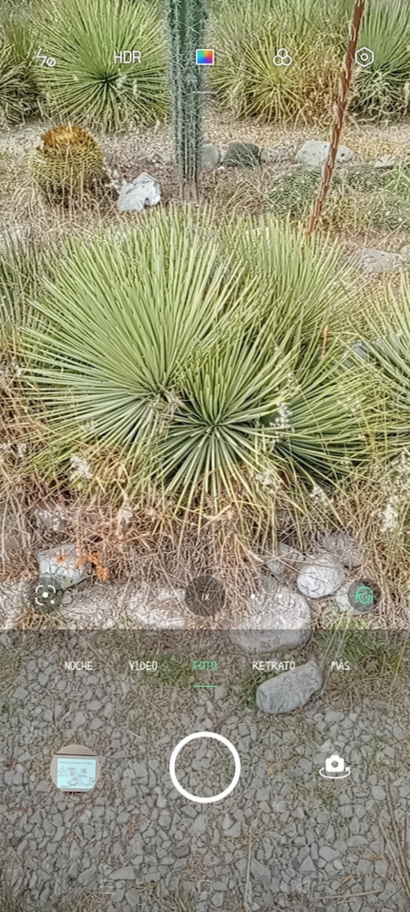 Echinoagave stricta photo 8