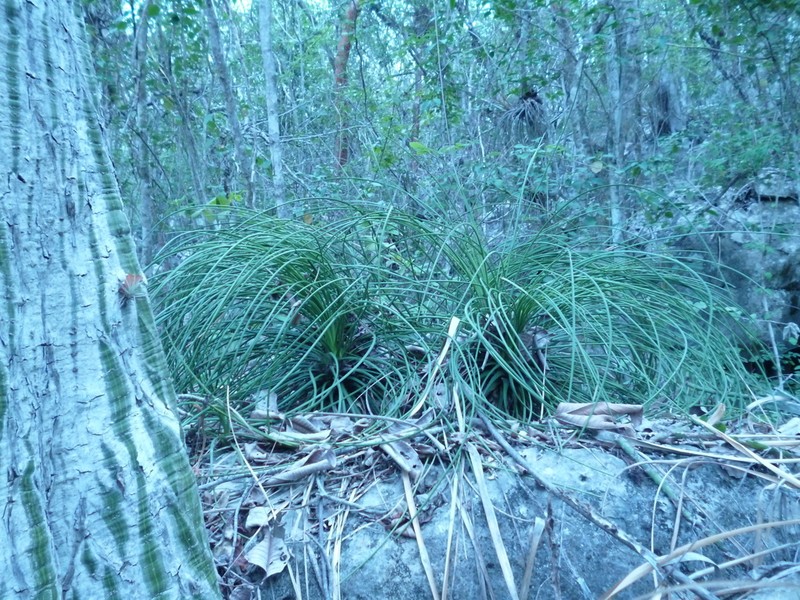 Echinoagave tenuifolia