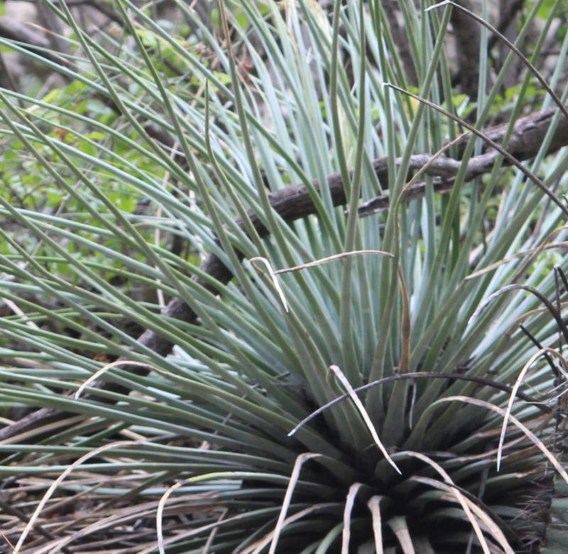 Echinoagave tenuifolia photo 2