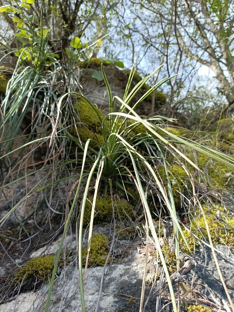 Echinoagave tenuifolia photo 3