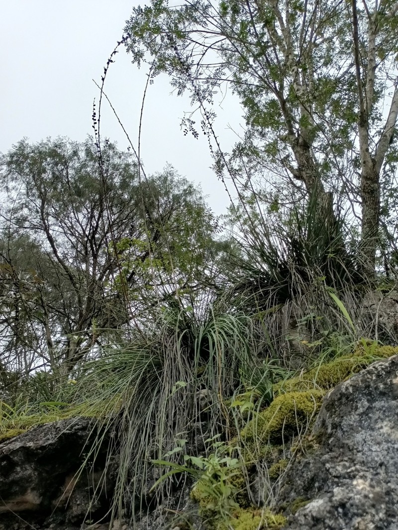 Echinoagave tenuifolia photo 4