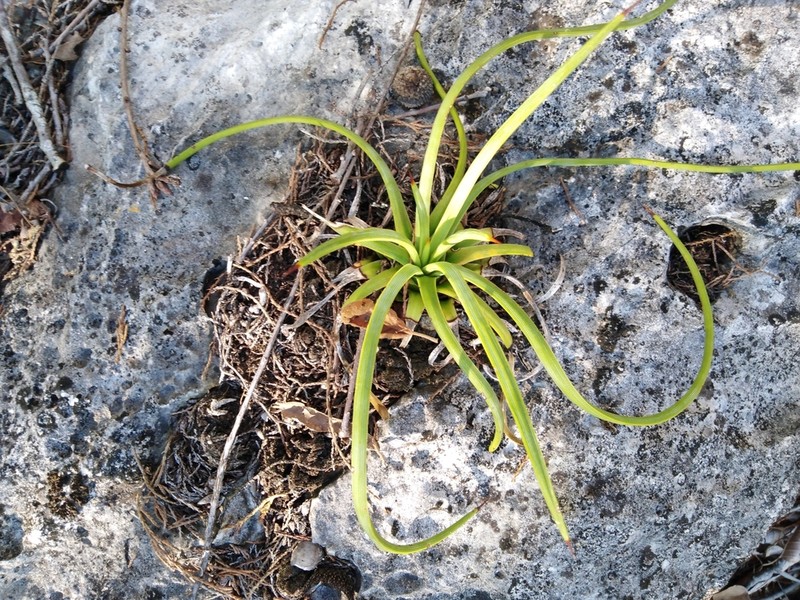 Echinoagave tenuifolia photo 5