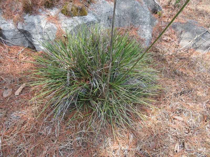 Echinoagave tenuifolia photo 6