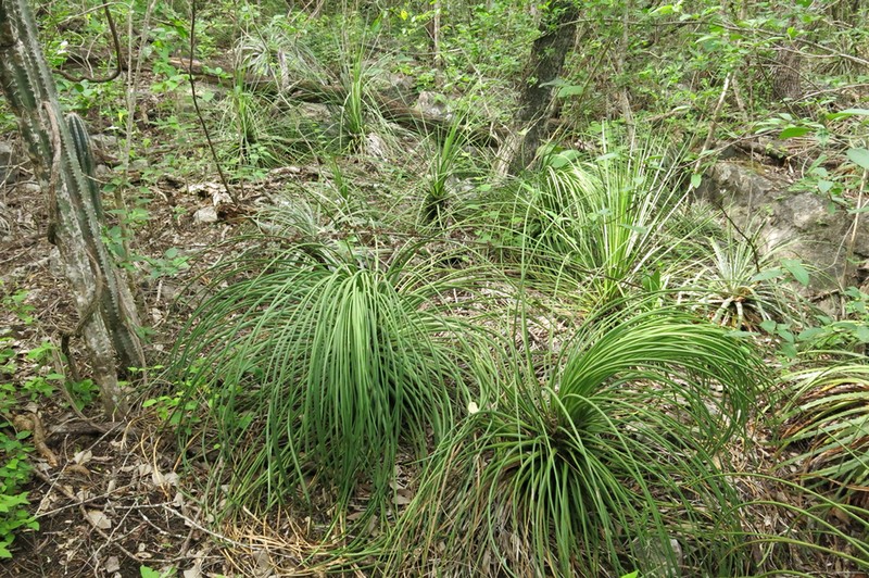 Echinoagave tenuifolia photo 7