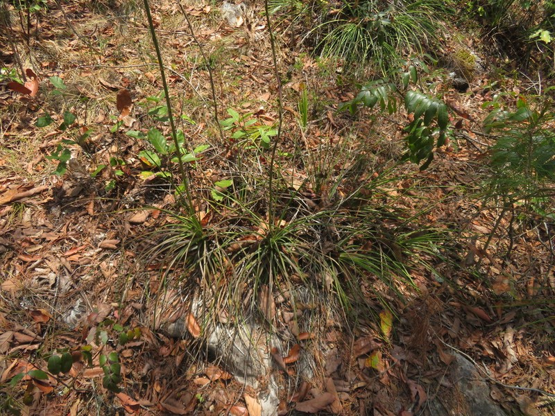 Echinoagave tenuifolia photo 8