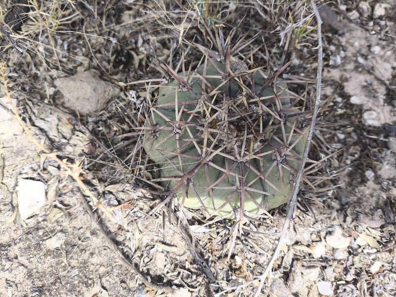 Echinocactus horizonthalonius subsp. australis