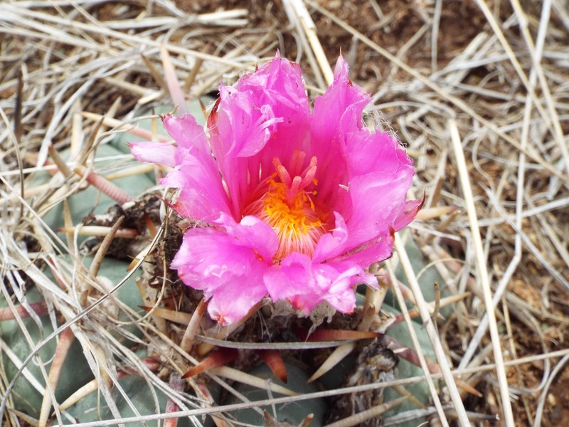 Echinocactus horizonthalonius subsp. australis photo 2