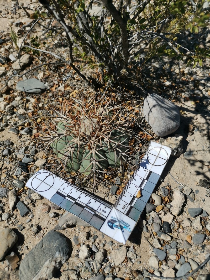 Echinocactus horizonthalonius subsp. australis photo 3