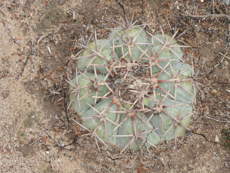Echinocactus horizonthalonius subsp. australis photo 4