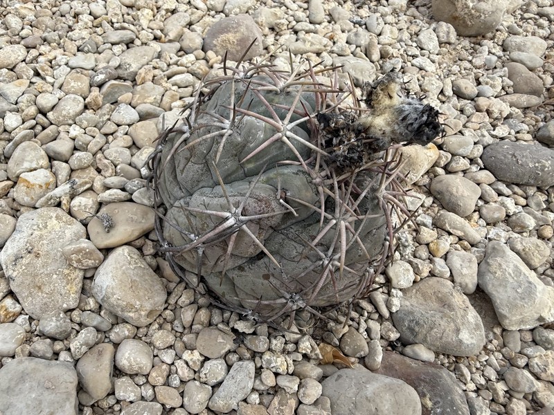 Echinocactus horizonthalonius subsp. horizonthalonius