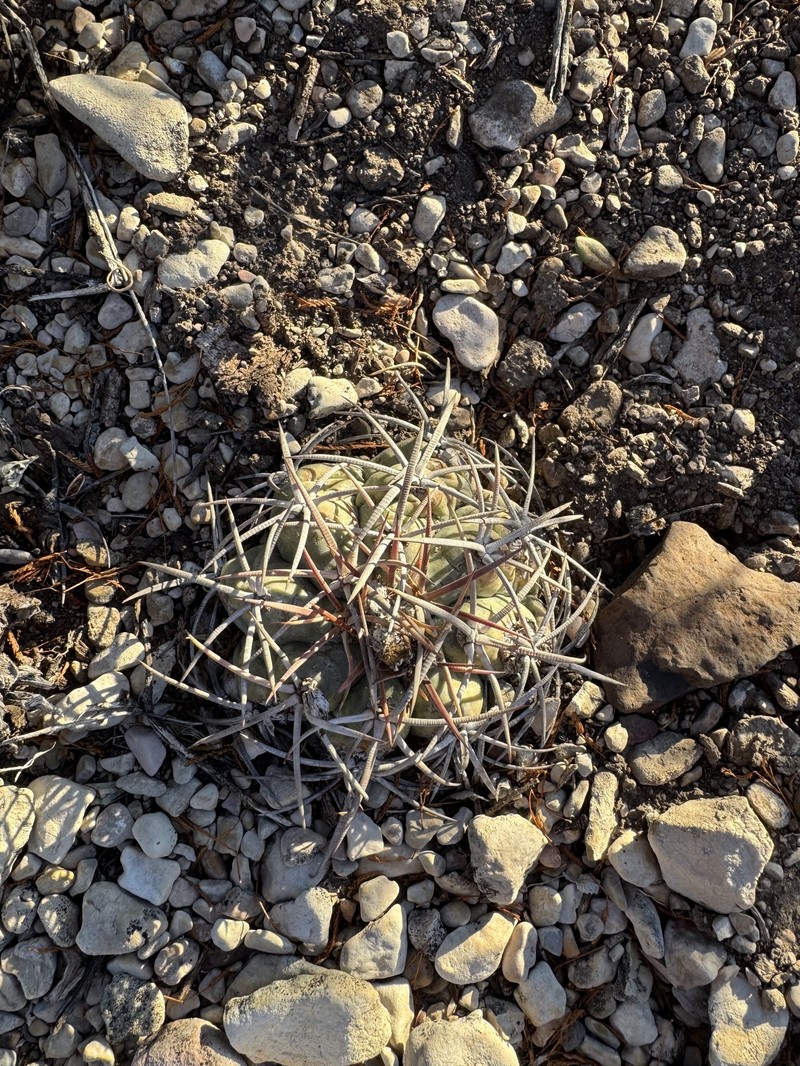 Echinocactus horizonthalonius subsp. horizonthalonius photo 2