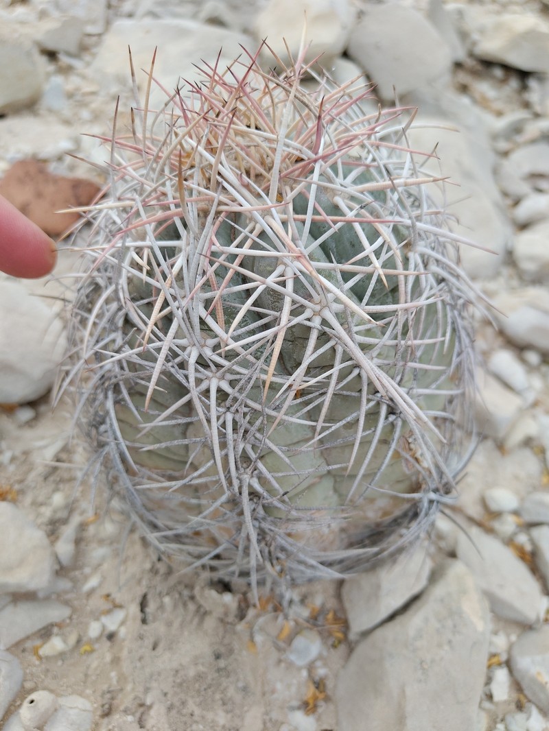 Echinocactus horizonthalonius subsp. horizonthalonius photo 3