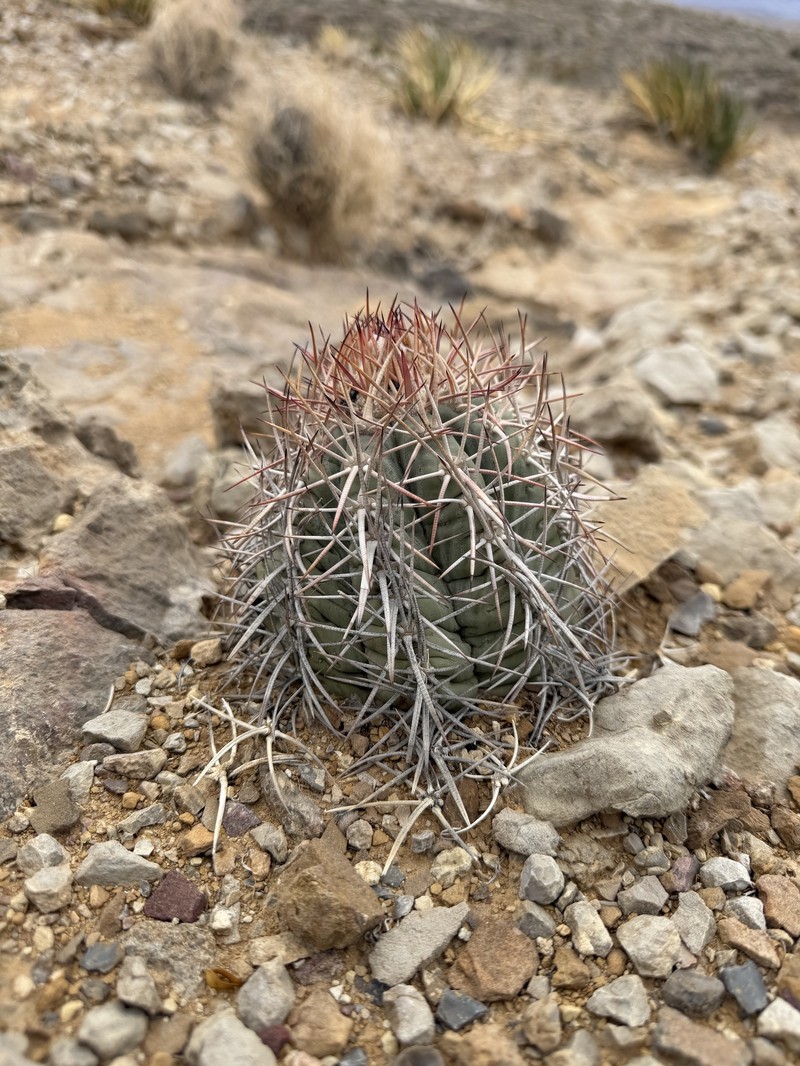 Echinocactus horizonthalonius subsp. horizonthalonius photo 4