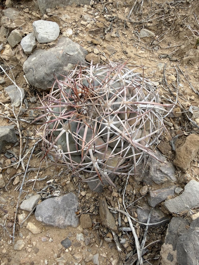 Echinocactus horizonthalonius subsp. horizonthalonius photo 5